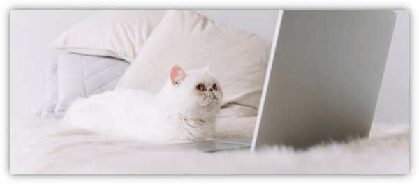 WoowUp - Veterinarias: ¿cómo conseguir más clientes y retenerlos?